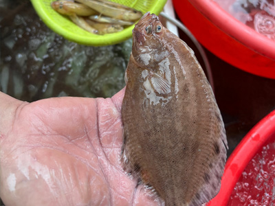 比目魚(yú)的傳說(shuō)