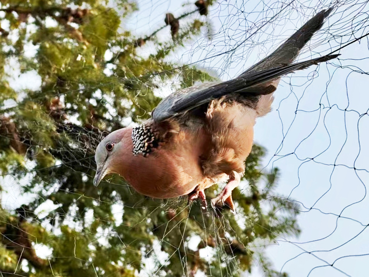 被捕鳥網(wǎng)控住的鳥類